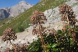 Thymus nummularius