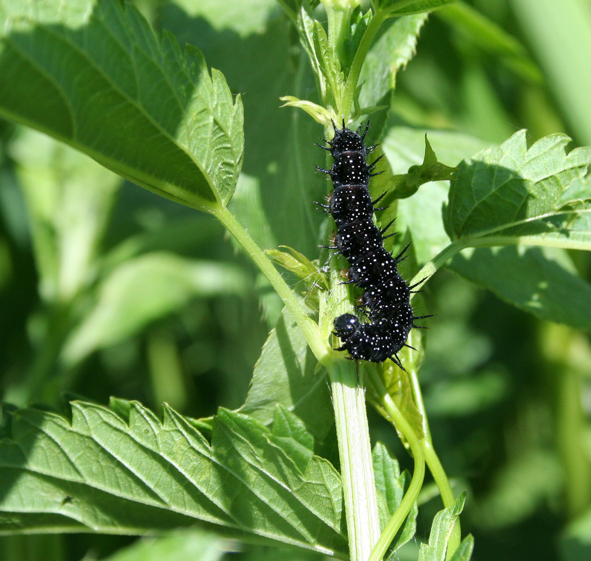 Image of Urtica dioica specimen.