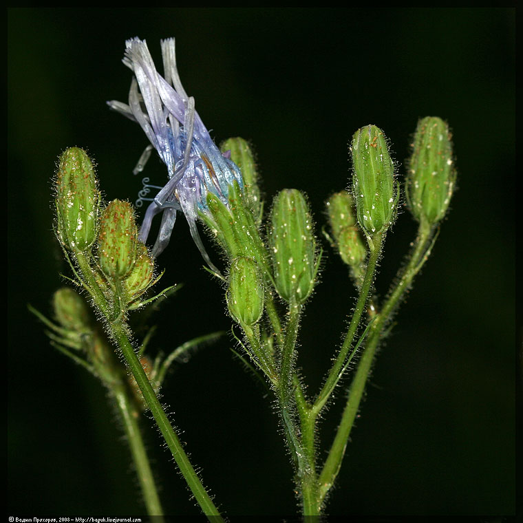 Image of Cicerbita uralensis specimen.