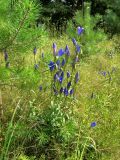 Gentiana pneumonanthe