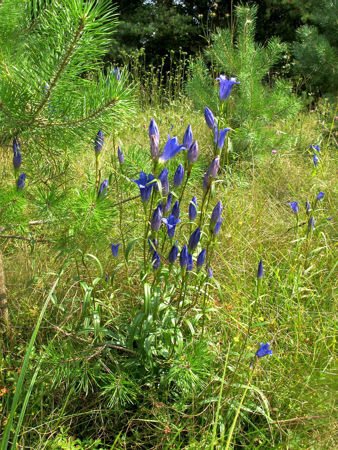 Изображение особи Gentiana pneumonanthe.