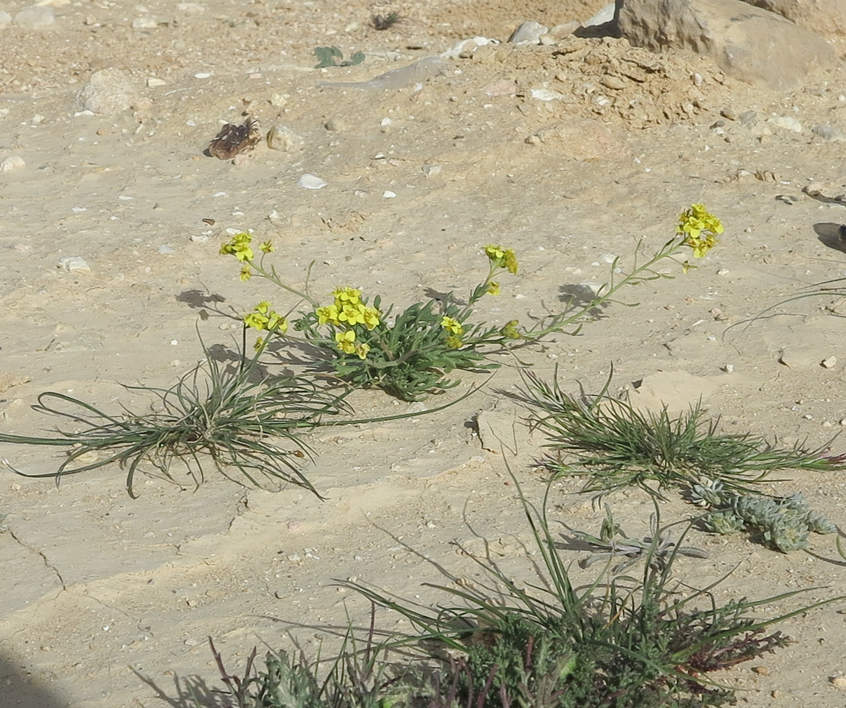 Изображение особи Nasturtiopsis coronopifolia.