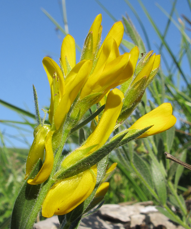 Image of Genista humifusa specimen.