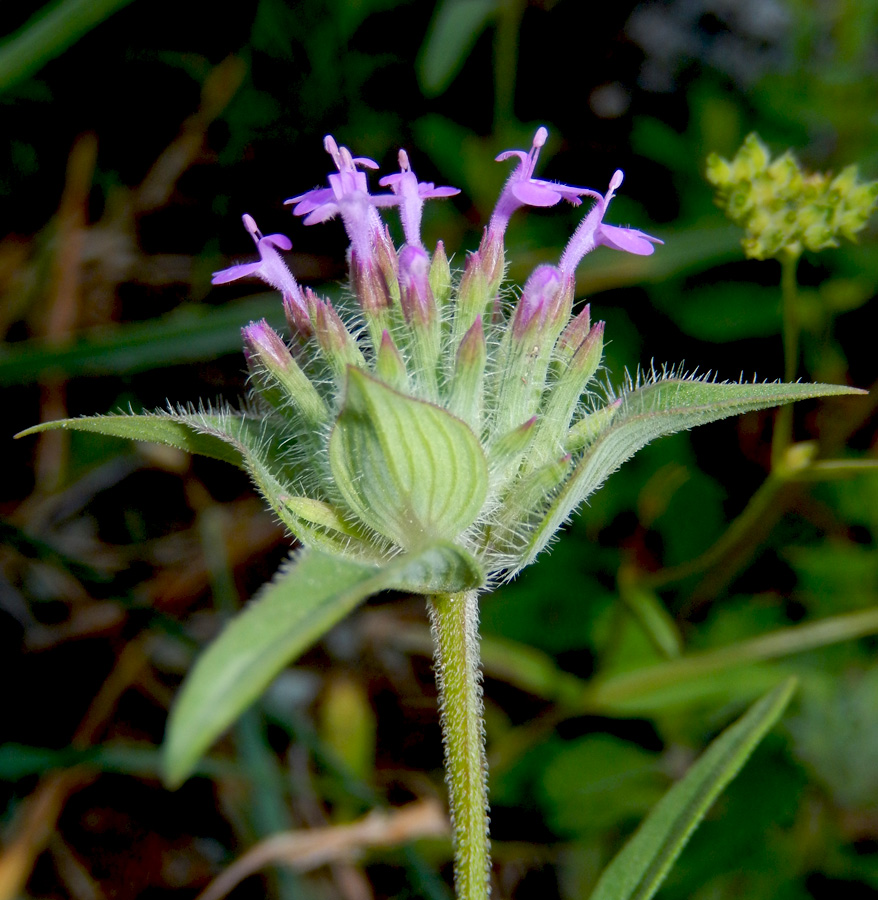 Image of Ziziphora capitata specimen.