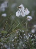 Eriophorum angustifolium