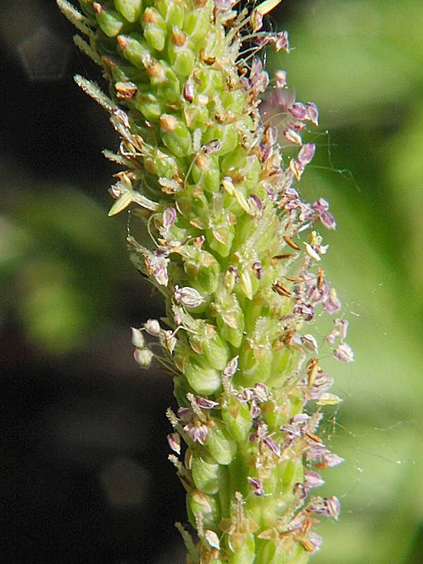 Изображение особи Plantago major.