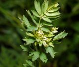 Thalictrum simplex. Верхушка молодого побега. Московская обл., Раменский р-н, окр. ж.-д. платформы Хрипань, просека под ЛЭП. 08.06.2016.