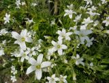 Cerastium pauciflorum