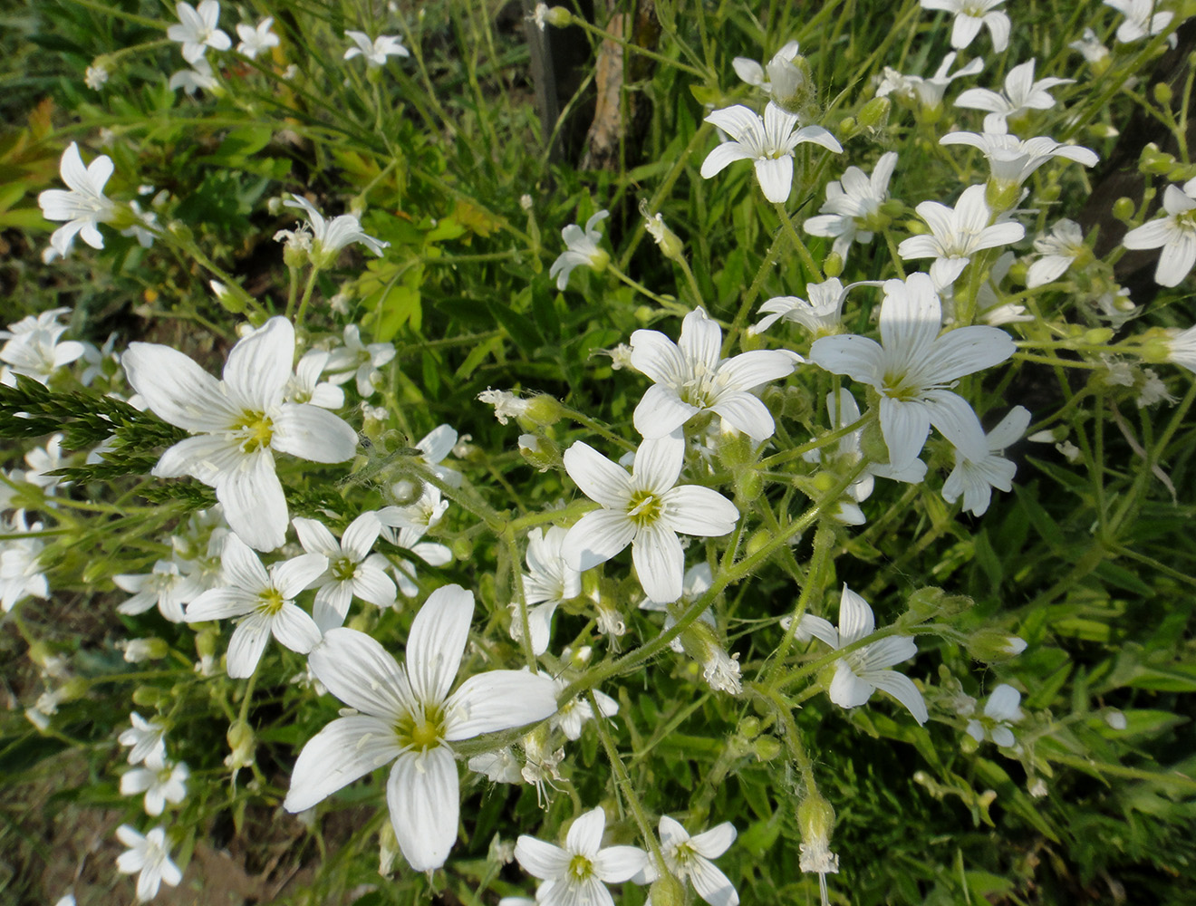 Изображение особи Cerastium pauciflorum.