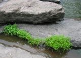 genus Persicaria. Вегетирующие растения. Украина, Черкасская обл., Маньковский р-н, с. Буки, Букский каньон, каменный берег р. Горный Тикич. 11.06.2016.