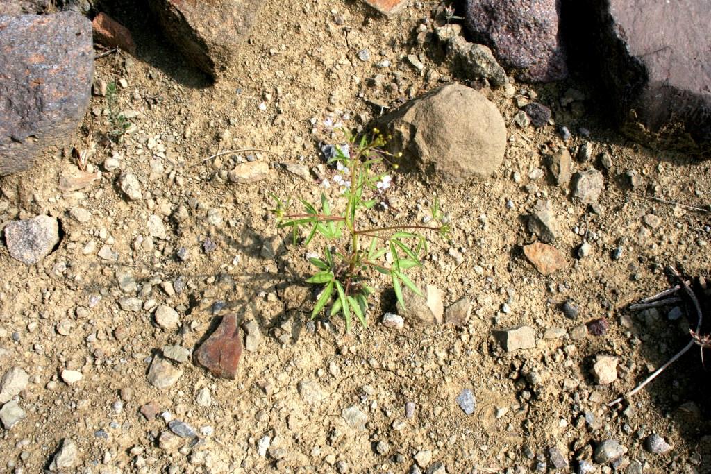 Изображение особи род Cleome.