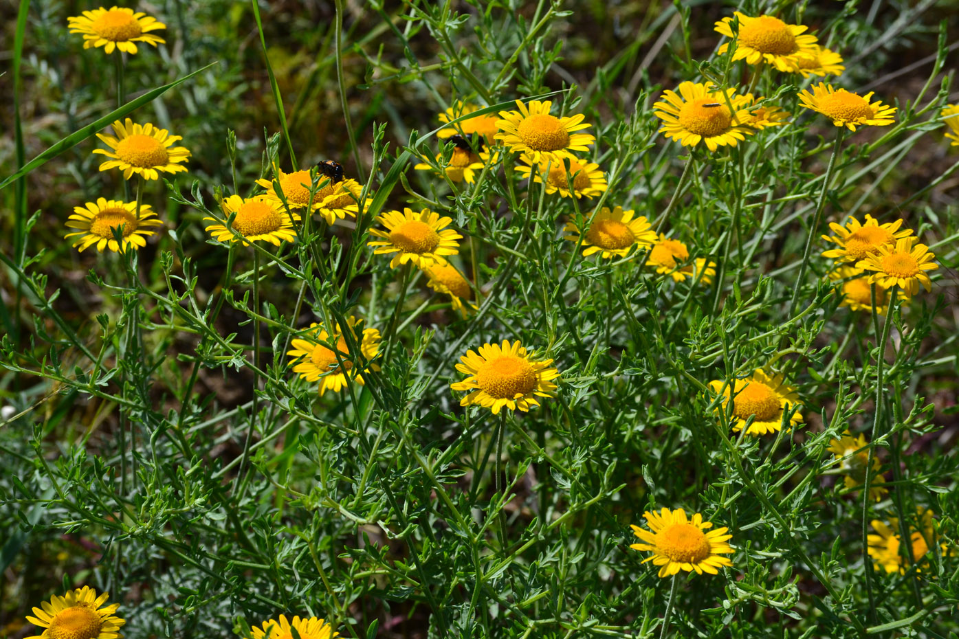 Image of Anthemis monantha specimen.