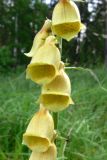 Digitalis grandiflora