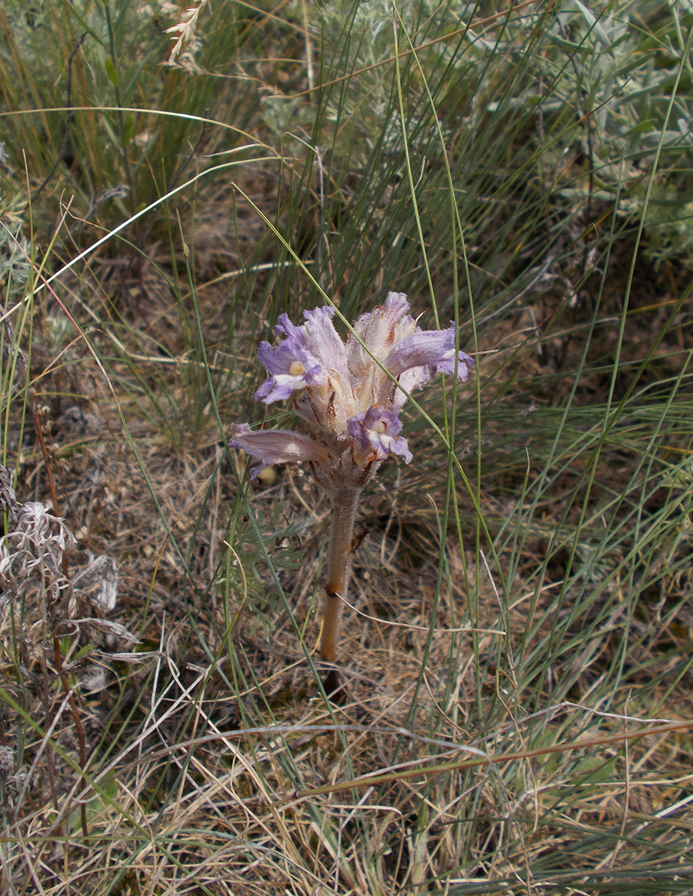 Image of Phelipanche caesia specimen.