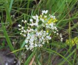 Eremogone longifolia