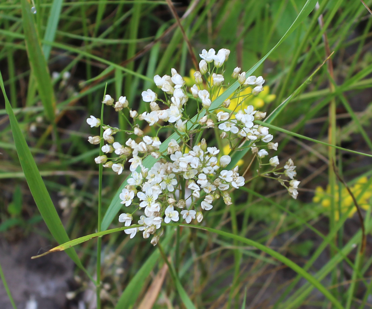 Image of Eremogone longifolia specimen.