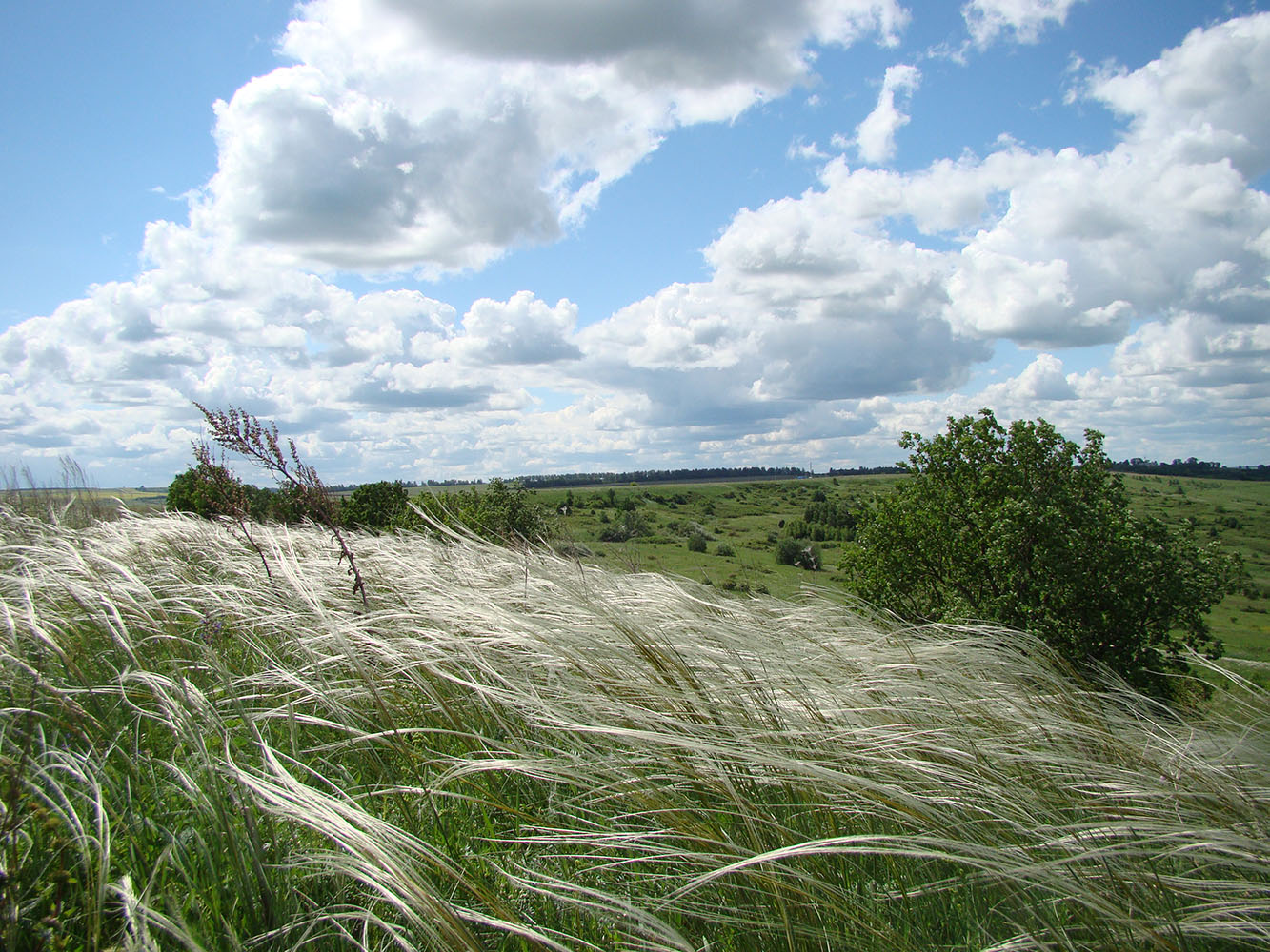 Изображение особи Stipa pulcherrima.