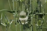 Dipsacus laciniatus