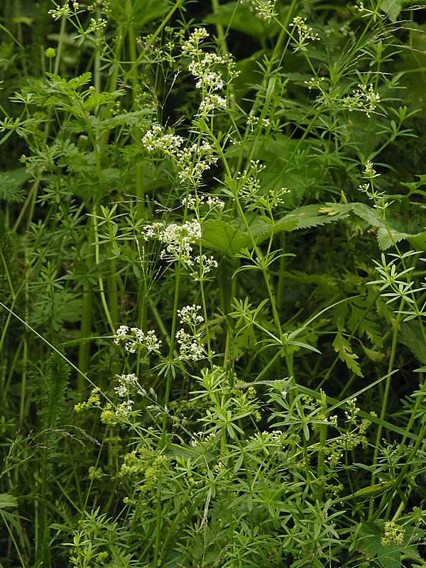 Image of Galium mollugo specimen.