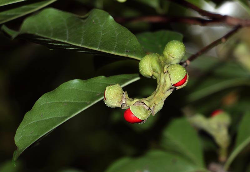 Image of Magnolia kobus specimen.