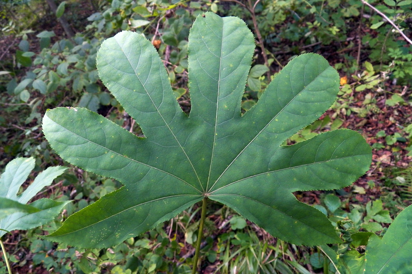 Image of Kalopanax septemlobus specimen.