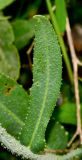 Anchusa strigosa