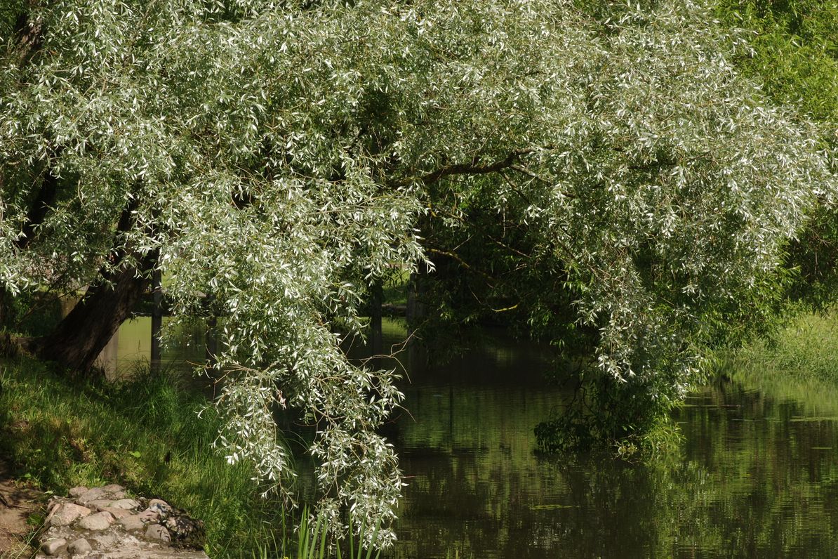 Изображение особи Salix alba.