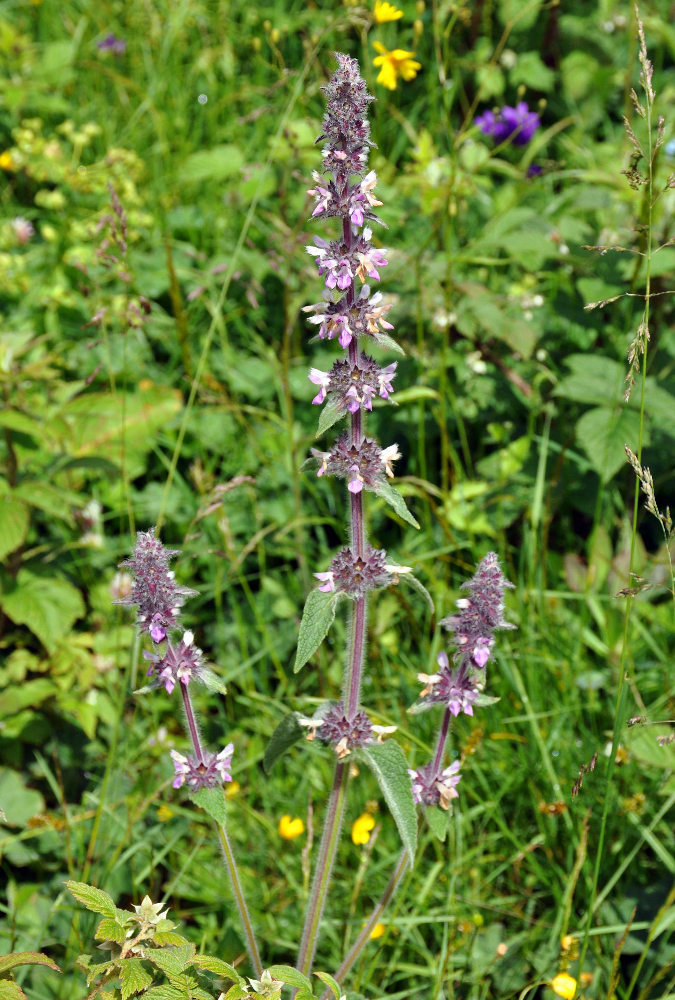 Image of Stachys balansae specimen.