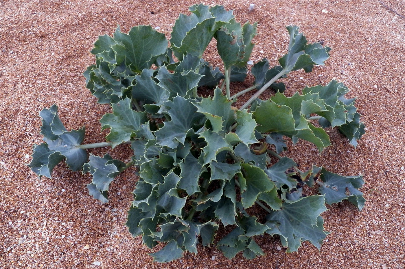 Image of Eryngium maritimum specimen.