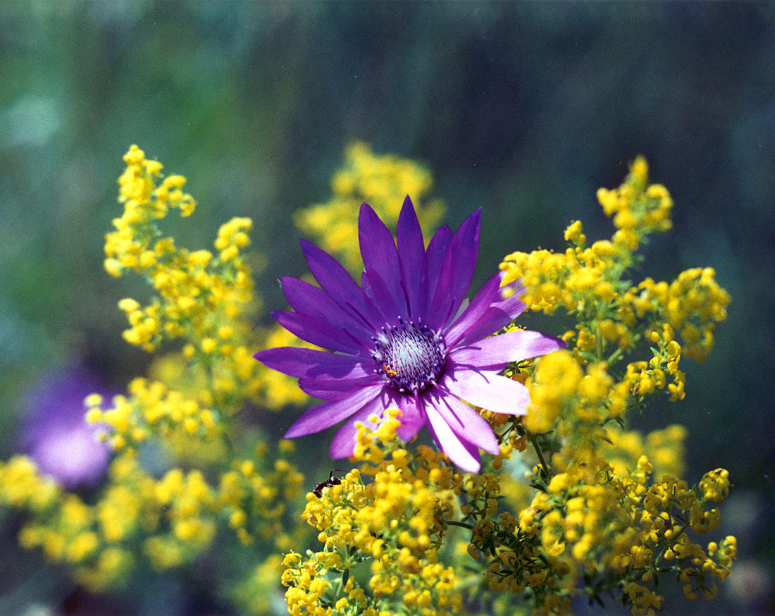 Image of Xeranthemum annuum specimen.