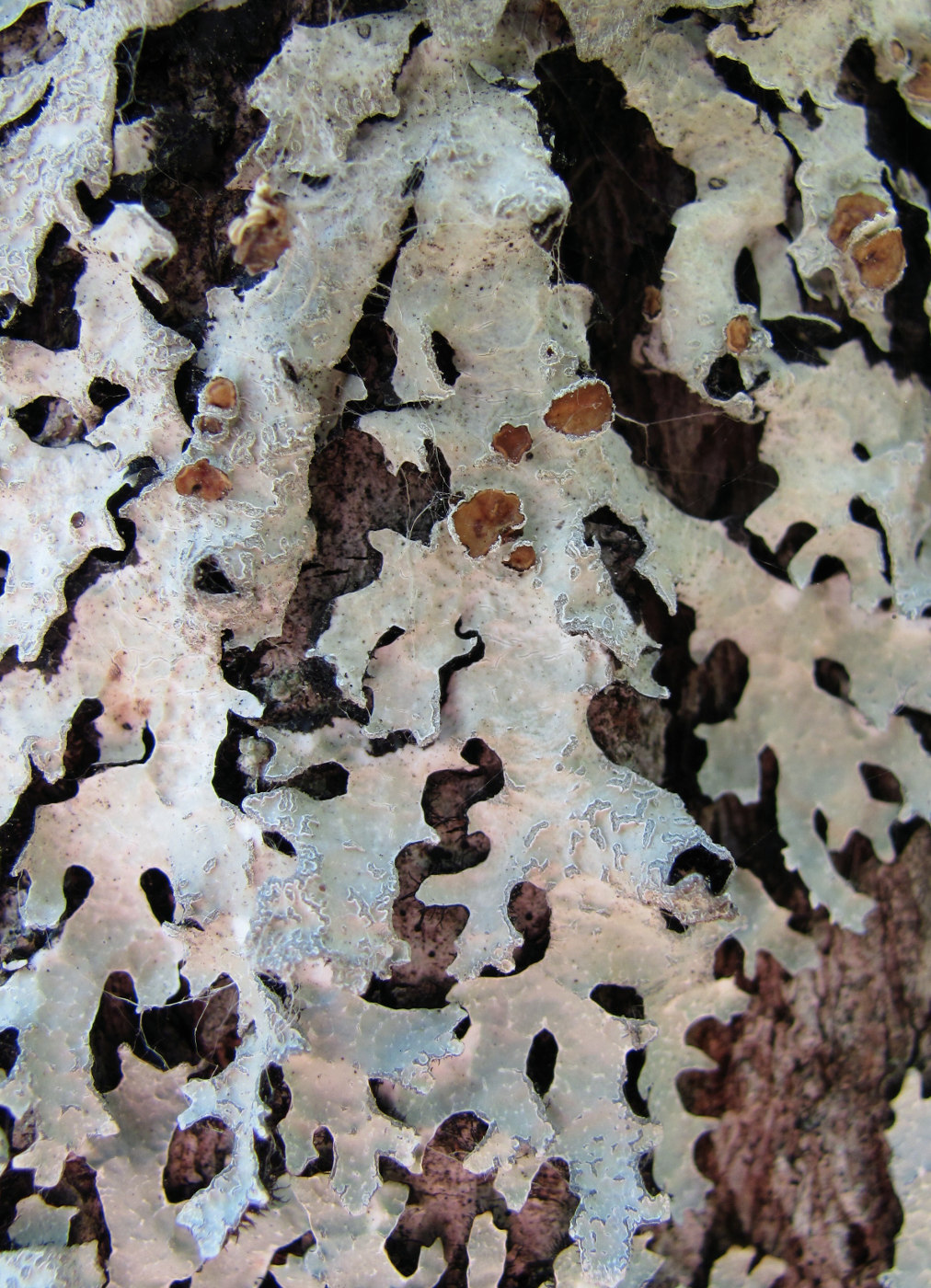 Image of Parmelia omphalodes specimen.