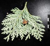 Thuja koraiensis