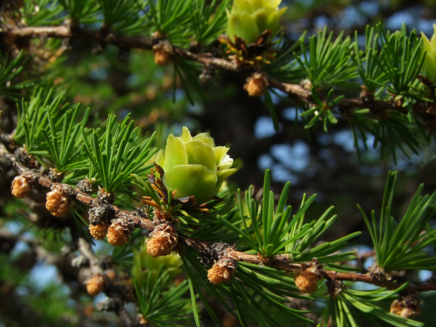 Изображение особи Larix cajanderi.