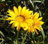 Gazania rigens