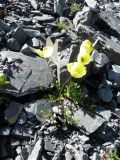 Papaver pseudocanescens