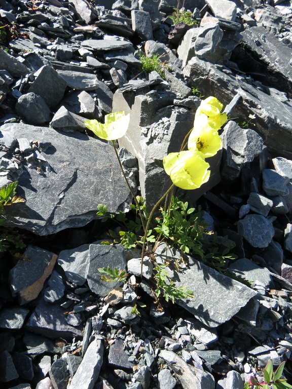 Изображение особи Papaver pseudocanescens.