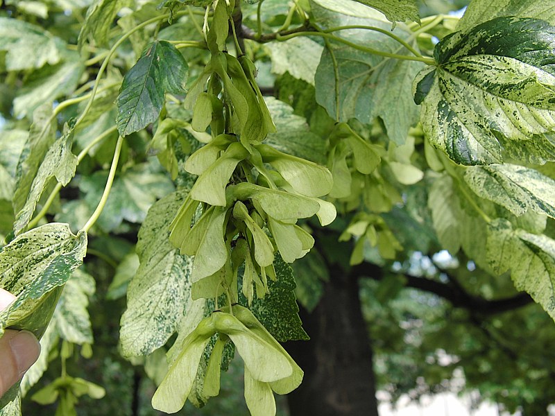 Image of Acer pseudoplatanus specimen.