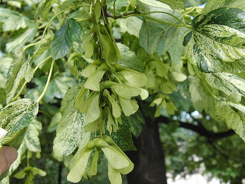 Изображение особи Acer pseudoplatanus.