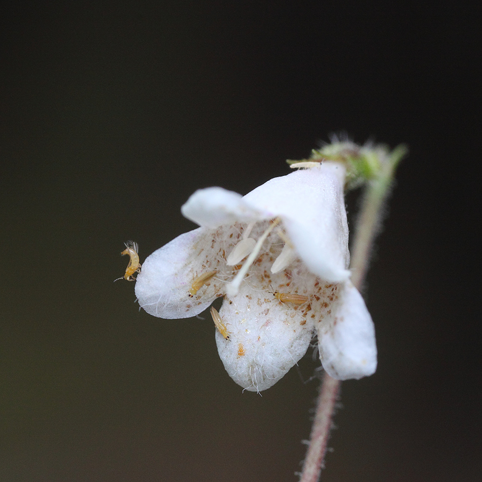 Изображение особи Linnaea borealis.