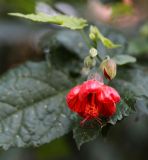 genus Abutilon