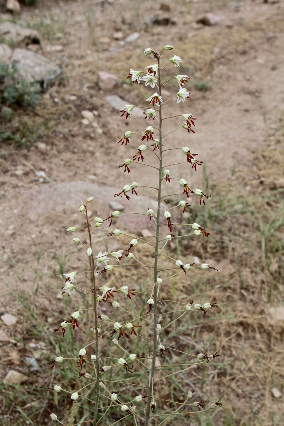 Изображение особи Eremurus soogdianus.