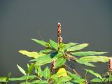Persicaria amphibia. Цветущие растения. Ульяновская обл., Инзенский р-н, окр. с. Первомайское, пруд у подножия высокого облесённого склона. 5 августа 2016 г.