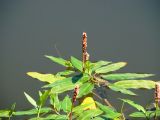 Persicaria amphibia. Цветущие растения. Ульяновская обл., Инзенский р-н, окр. с. Первомайское, пруд у подножия высокого облесённого склона. 5 августа 2016 г.