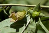 Atropa caucasica