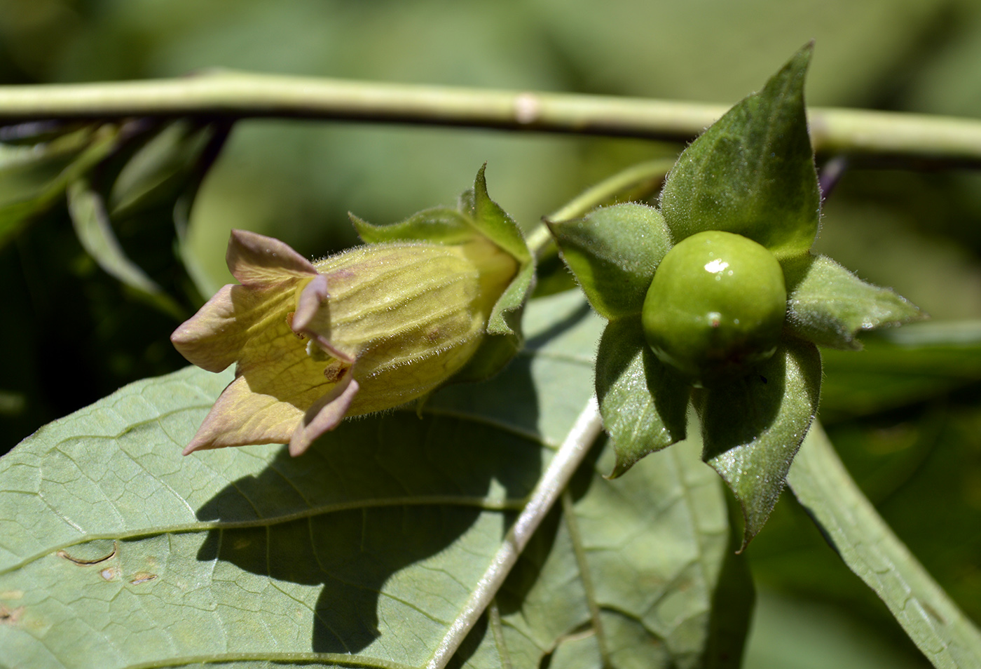 Image of Atropa caucasica specimen.