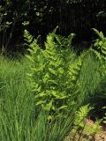 Dryopteris carthusiana. Спороносящее растение. Нидерланды, провинция Drenthe, окр. деревни Zeijen, поляна в смешанном лесу. 6 июня 2010 г.