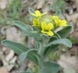 Image of taxon representative. Author is Ирина Пескова