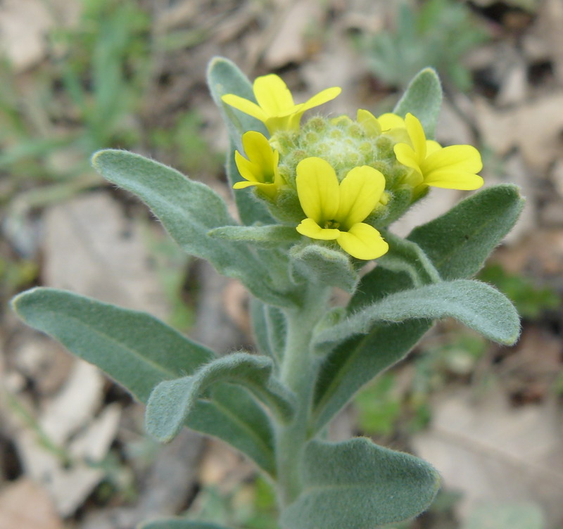 Image of Fibigia clypeata specimen.