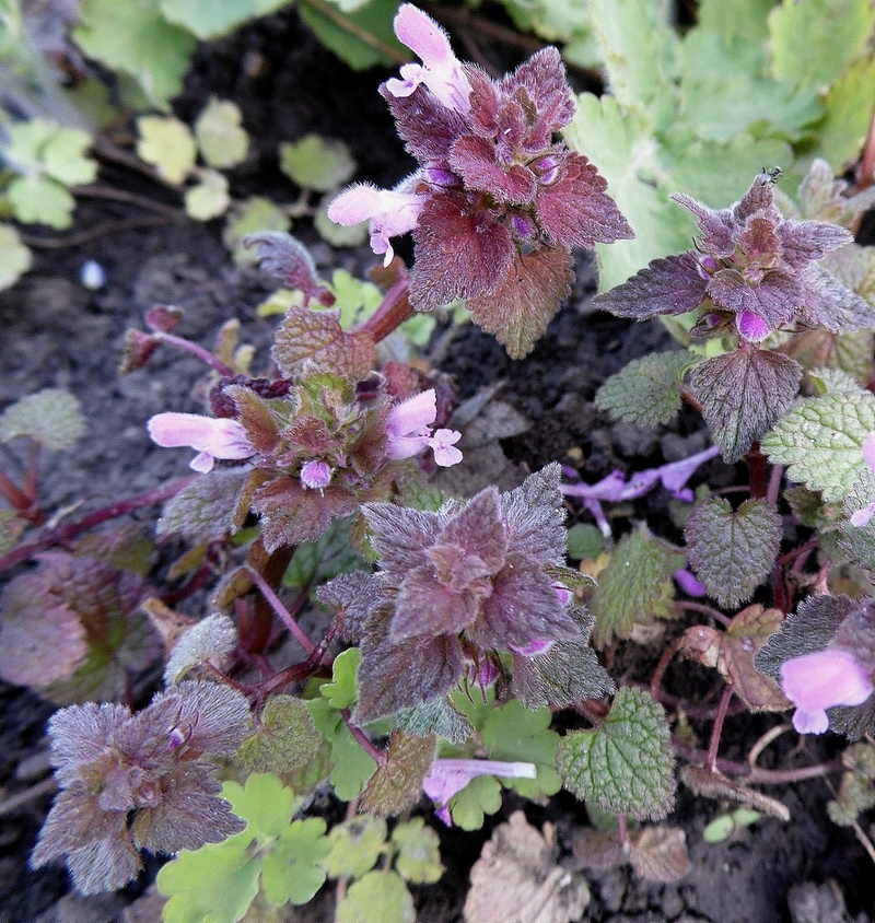 Изображение особи Lamium purpureum.