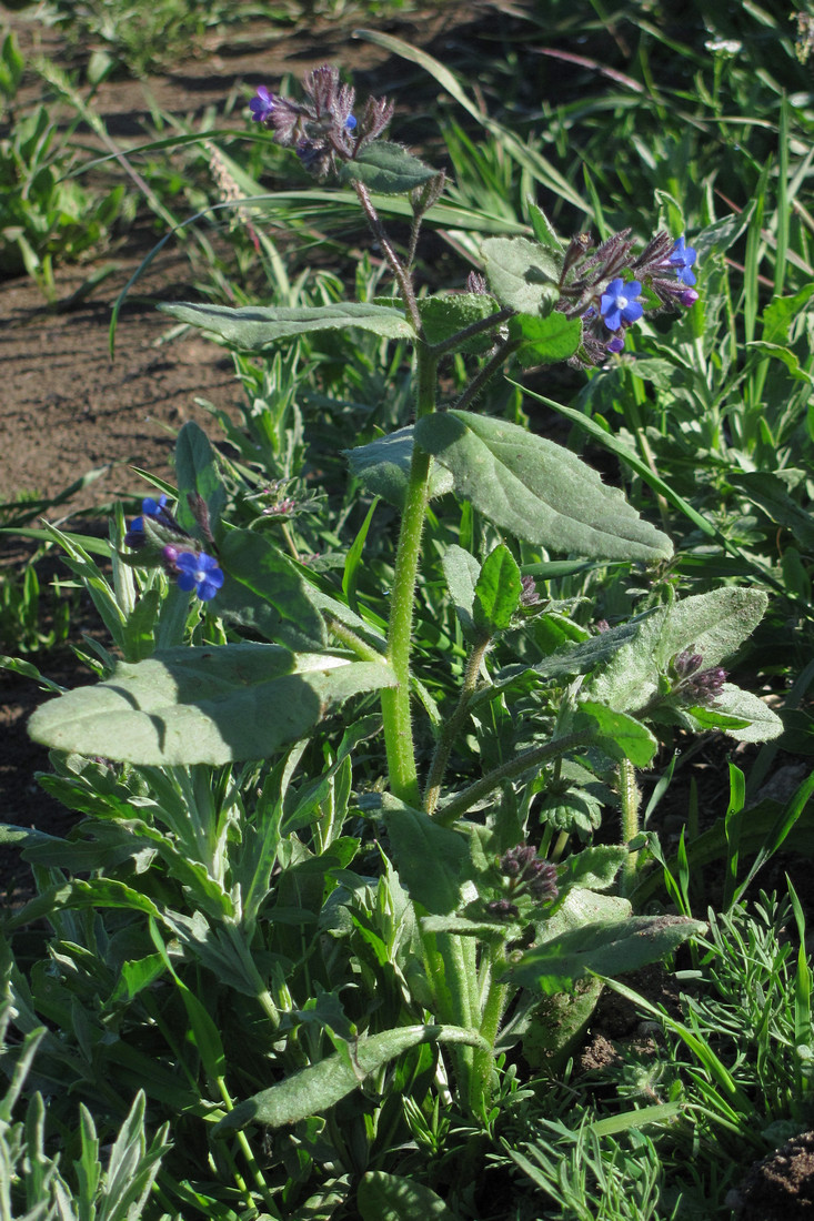 Image of Anchusa pusilla specimen.